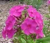 image of flower