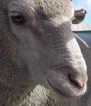 image of sheep_face #19