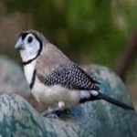 image of bird