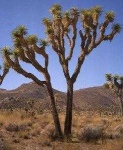 image of joshua_tree