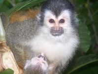 image of titi