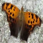 image of animal