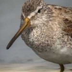 image of bird