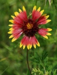 image of flower