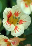 image of flower