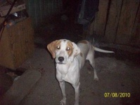 image of english_foxhound