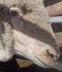 image of animal
