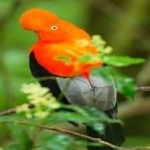 image of bird