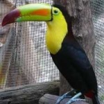 image of bird