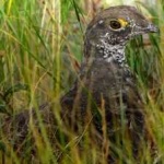 image of bird