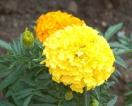 image of flower