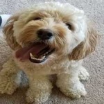 image of animal