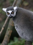 image of madagascar_cat