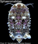 image of isopod