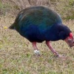 image of bird