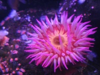 image of sea_urchin #11