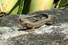 image of animal