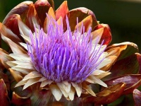 image of artichoke_flower #47
