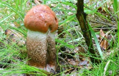 image of bolete