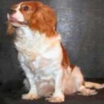 image of animal