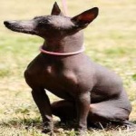 image of animal
