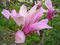 image of flower