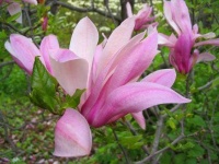 image of magnolia #50