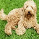 image of animal