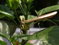 image of mantis
