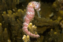 image of seahorse #12