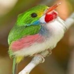 image of bird