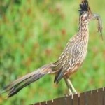 image of bird