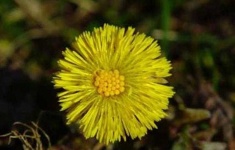 image of flower