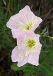 image of flower