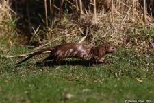 image of mink