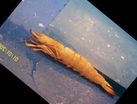image of fish