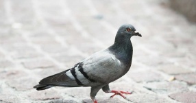 image of animal