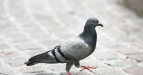 image of pigeon #7