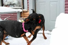 image of doberman