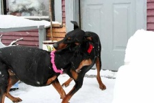 image of doberman #28