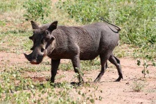 image of boar #40
