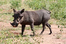 image of animal