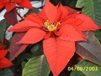 image of poinsettia #31