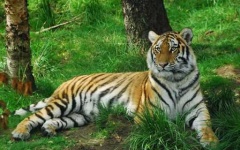 image of jungle