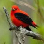 image of bird