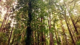 image of tree