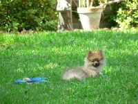 image of pomeranian