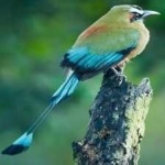 image of bird