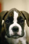 image of boxer