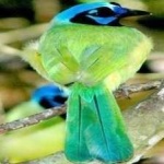 image of green_jay